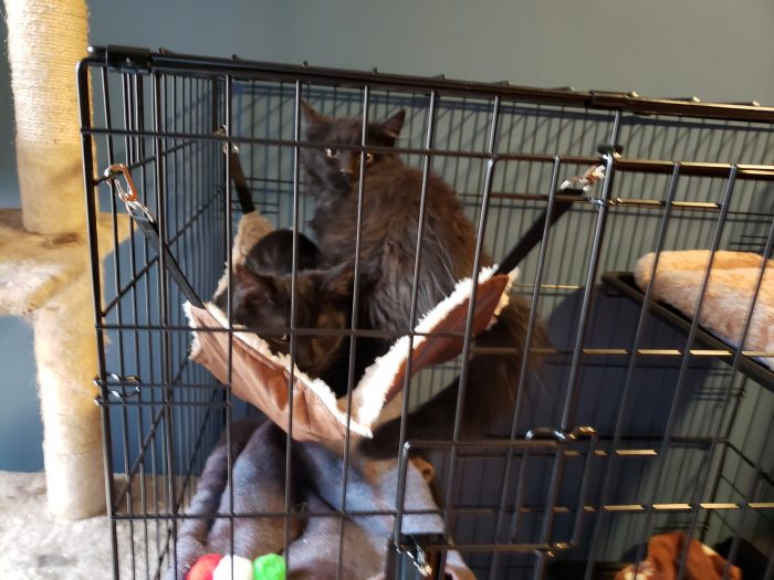Foster Kitten Pittsburgh