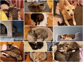 Pittsburgh Cats and Dogs