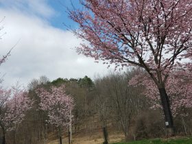 Cherry Blossoms Remind Us Of Renewal