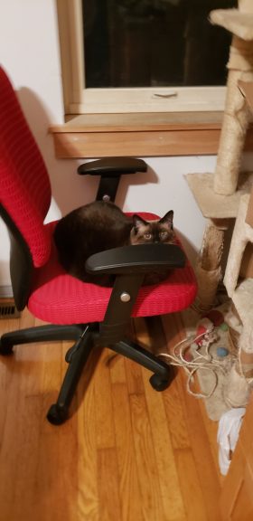 working from home with cats