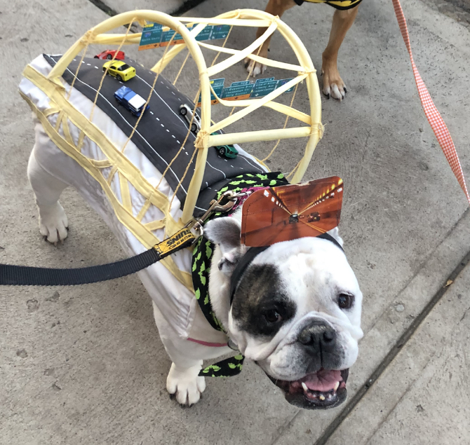 Goblin the Bulldog
