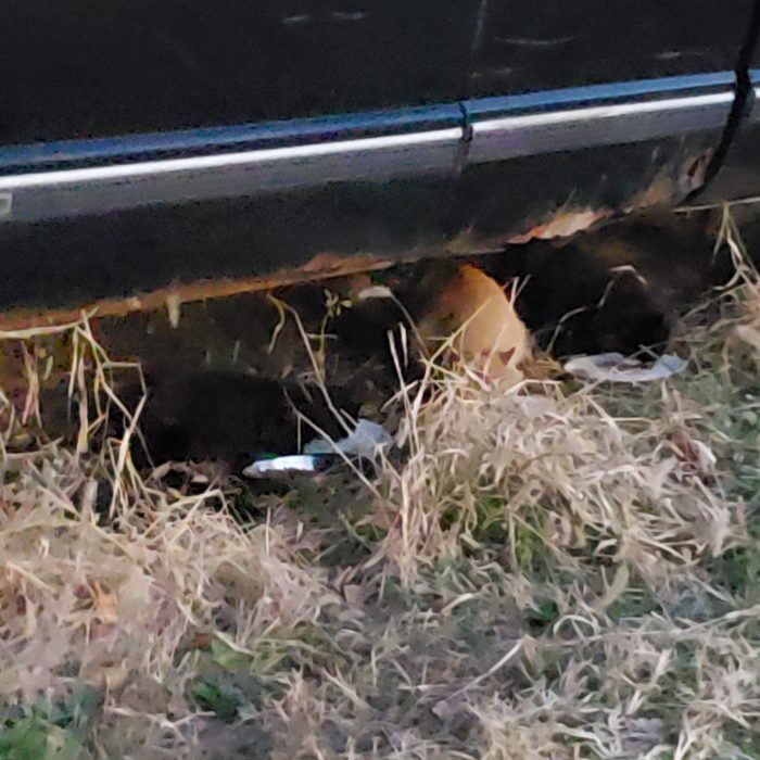 Homeless Kittens Northside