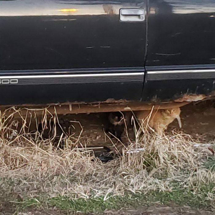 Homeless Cats