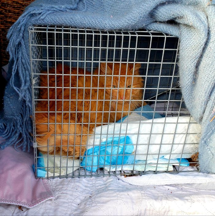 TNR Pittsburgh