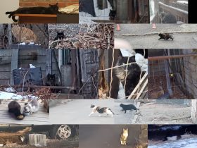 where to donate cat food pittsburgh