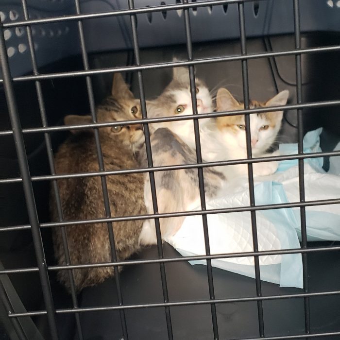 Sick Foster Kittens