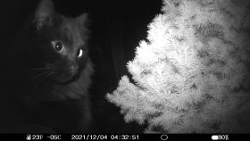 gift card drive for cats