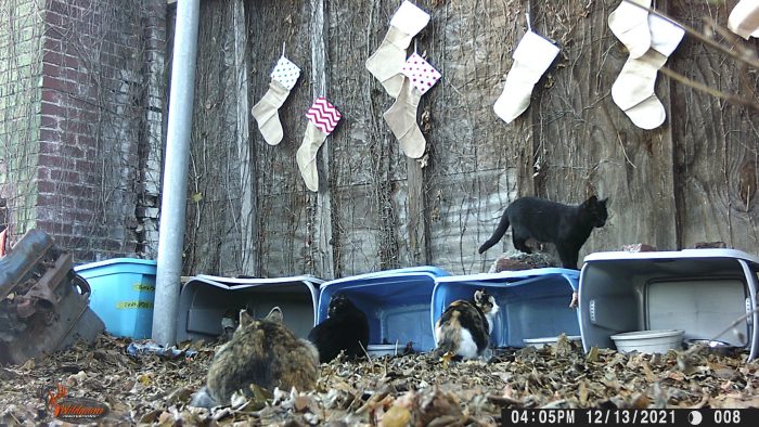 feral cat colony