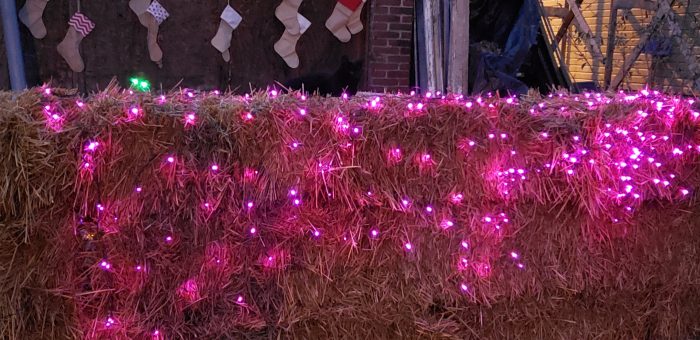 Christmas Cat Lights