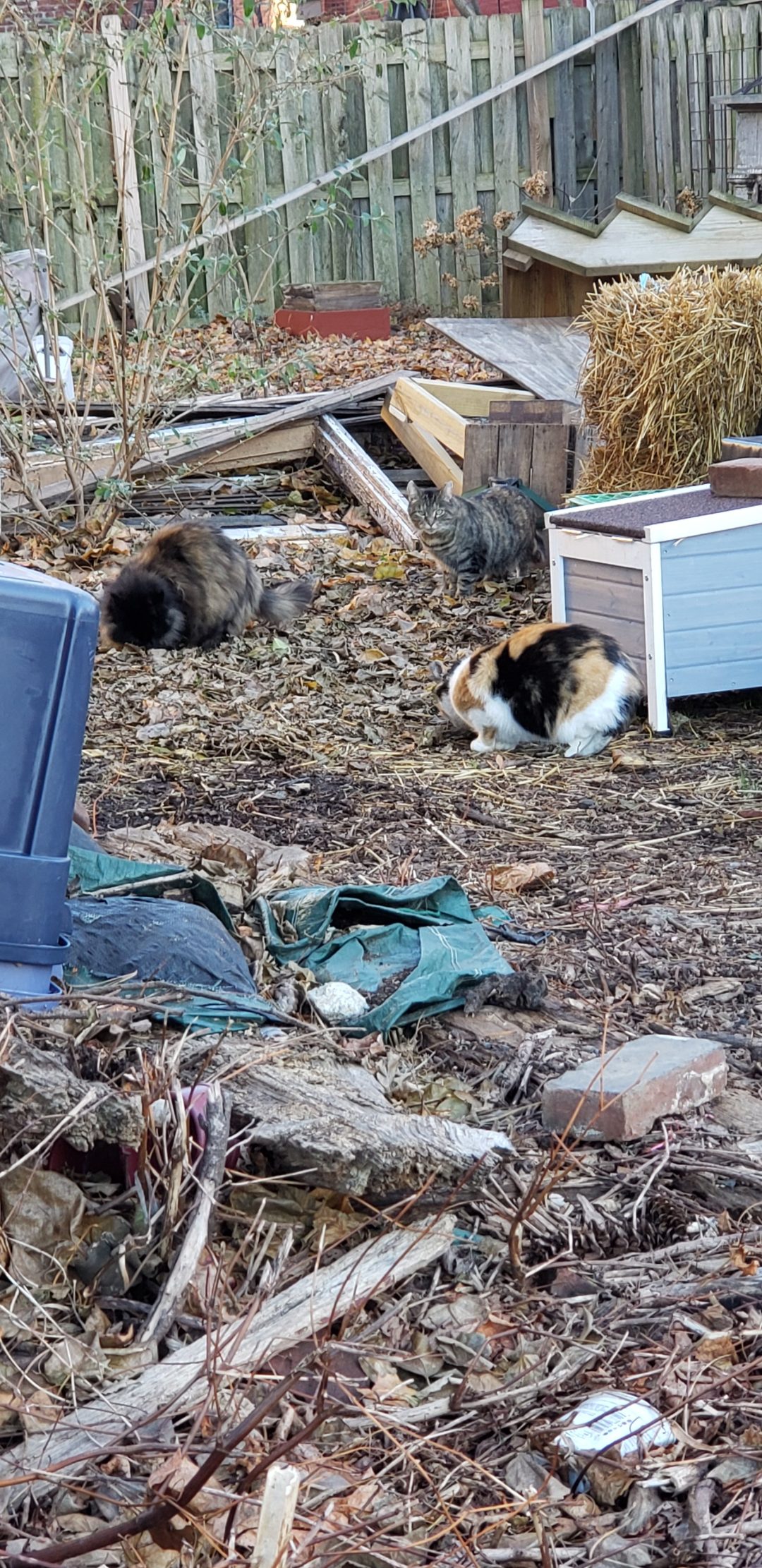 Community Cats Pittsburgh