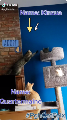 Kittens for adoption