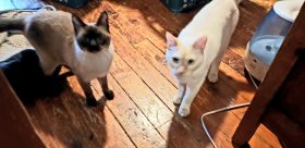 Horton and Logan Siamese foster kittens