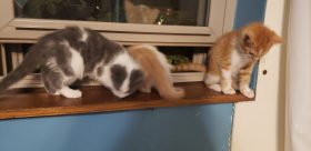 Foster Kittens Pittsburgh