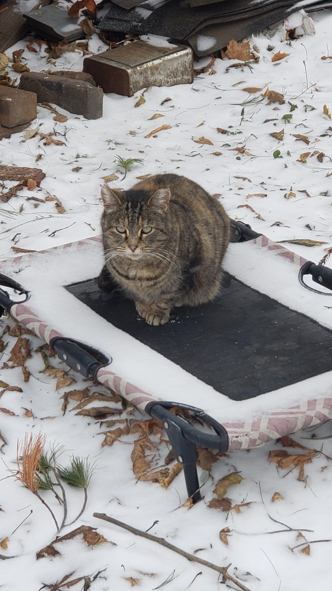 Community cat colony