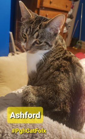 Ashford foster kitten