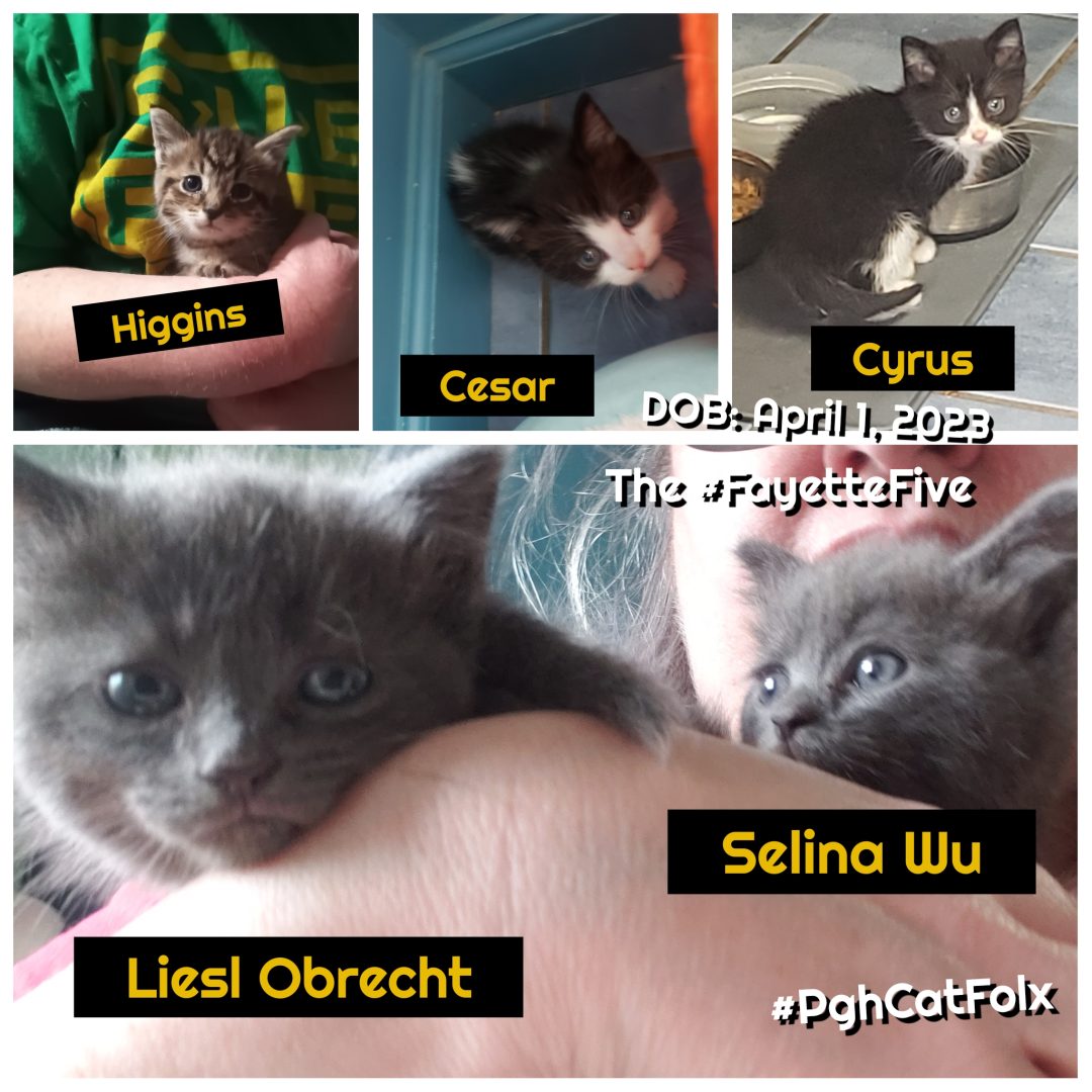 Five little kittens in a collage, foster kitten, foster kittens