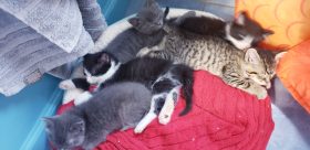 foster kittens