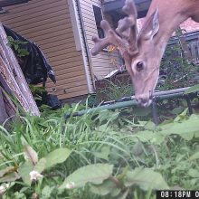 deer at the cat colony