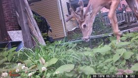 deer at the cat colony