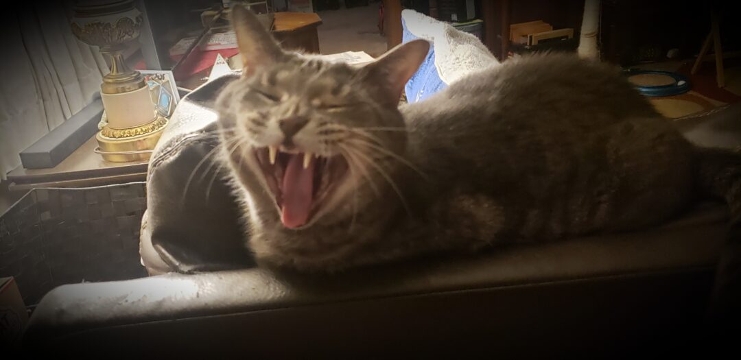 support Sue Kerr crowdfund