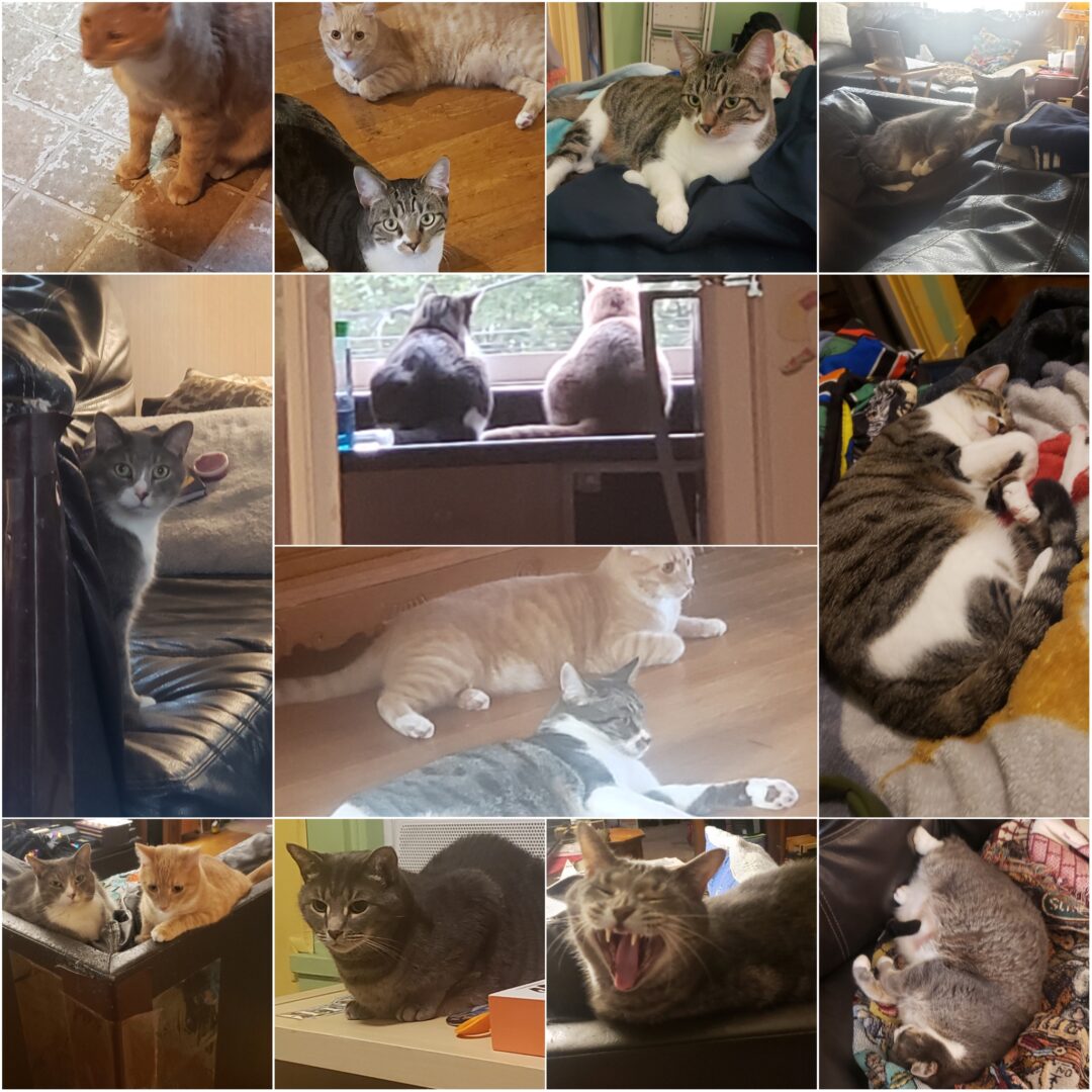 Collage of cats
