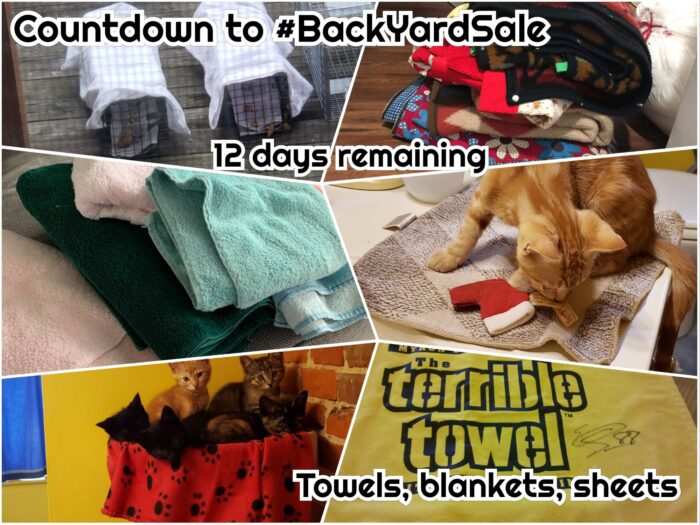 donations for homeless cats