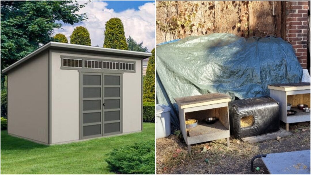 Shed to help cats
