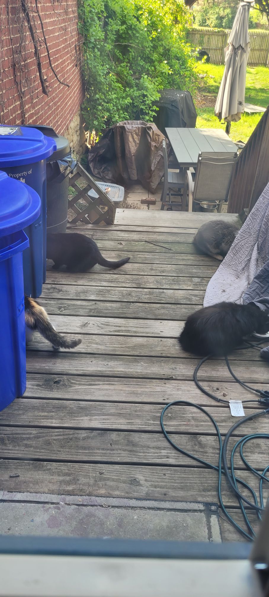 cats eating on ndecck