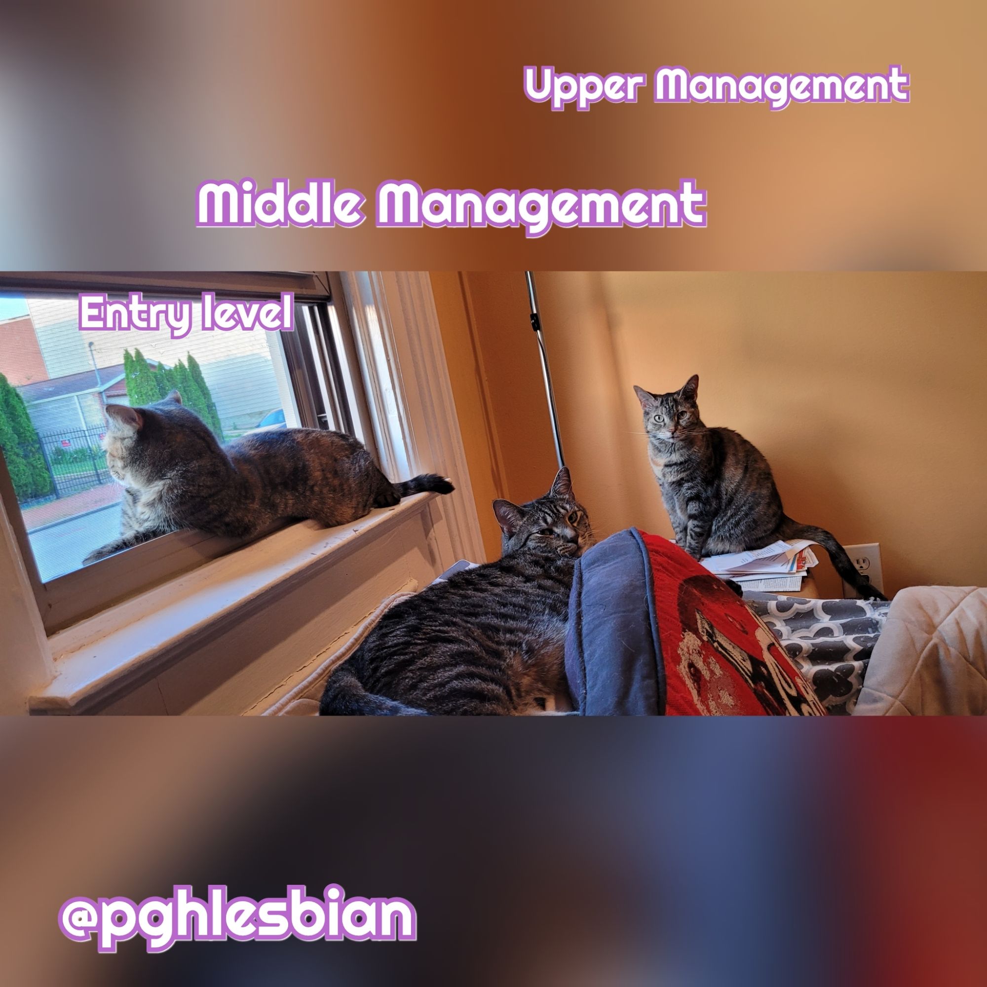 Social Media Influencer