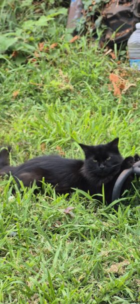 A black cat stretched out on green grass. He is looking at the camera.