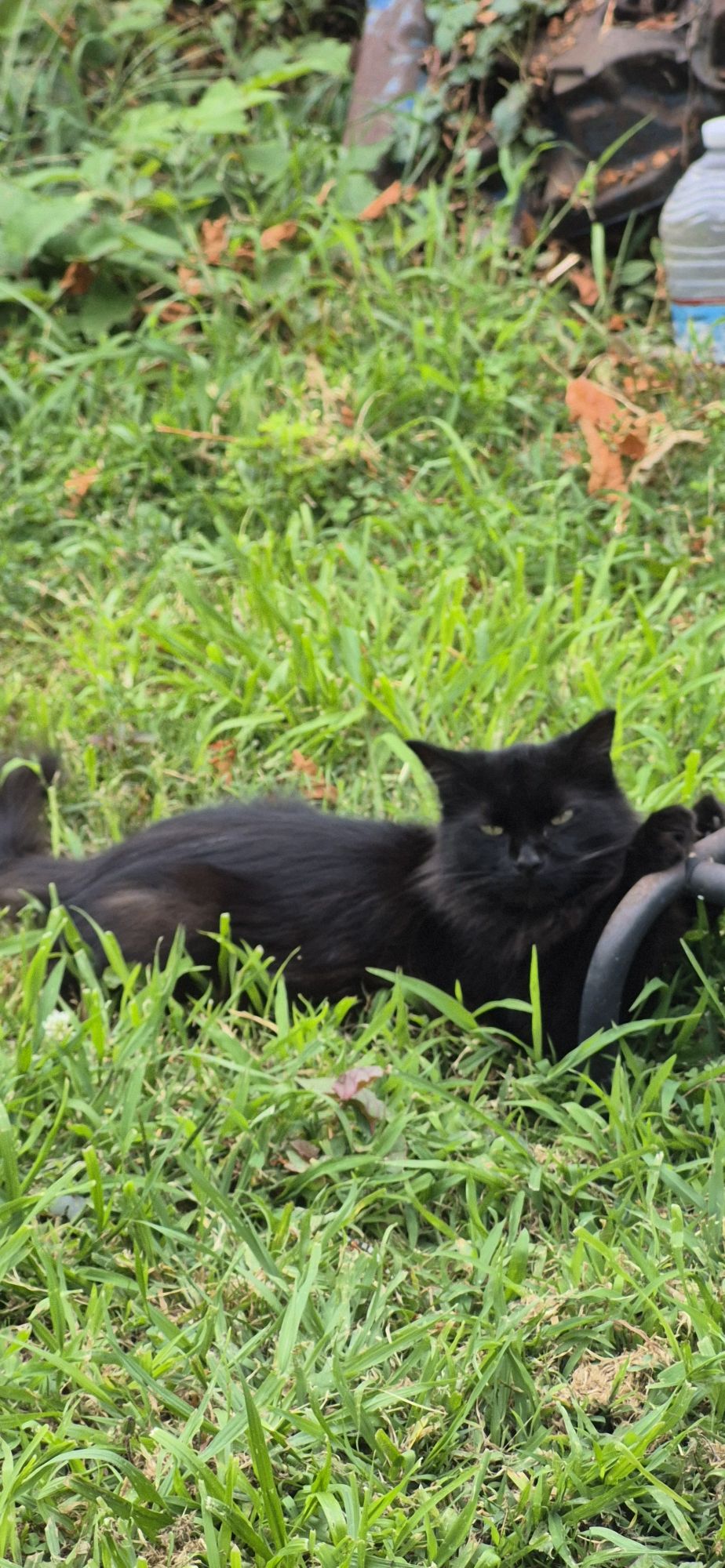 A black cat stretched out on green grass. He is looking at the camera.